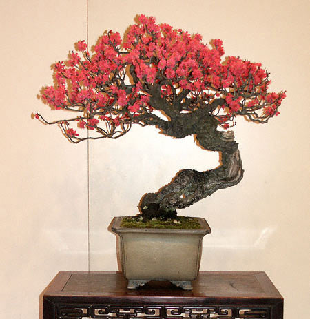 Kokufu Ten Bonsai Exhibition Japanese flowering apricot