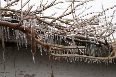 Winter ice on Wisteria