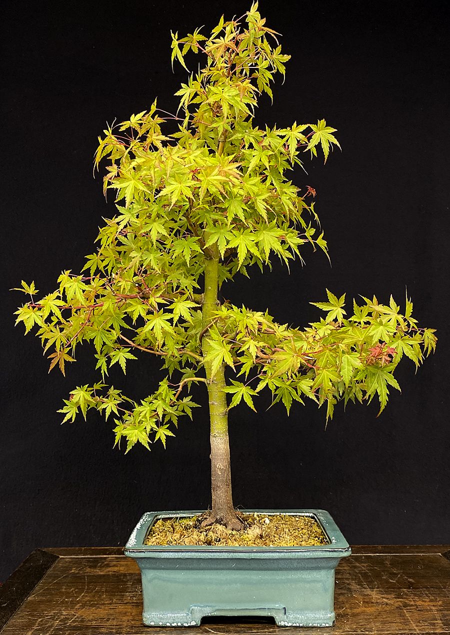 Beautiful museum quality bonsai trees for sale!