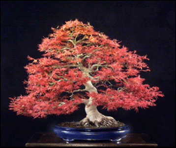 Seigen Japanese Maple