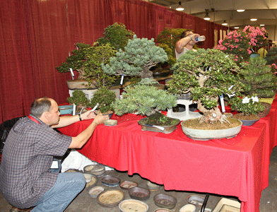 International Bonsai Colloquium Sales Area