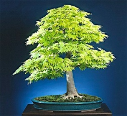 <font size="4" color="0000ff">Full Moon Maple</font><br/><font size="4" color="40800"><i>Acer japonicum</i></font><br><font size="1">Trained from a young container-grown seedling since 1975</font>