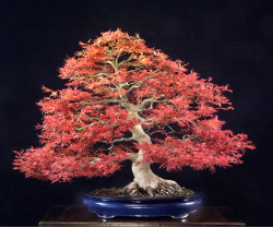 <font size="4" color="0000ff">Seigen Japanese Maple</font><br/><font size="4" color="40800"><i>Acer palmatum ‘Seigen’</i></font><br><font size="1">Trained from a grafted plant since 1980</font>