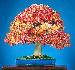 <font size="4" color="0000ff">Trident Maple</font><br/><font size="4" color="40800"><i>Acer buergerianum</i></font><br><font size="1">Trained from field-grown nursery stock since 1985. The small foliage is reddish in early spring</font>