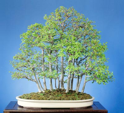 <font size="4" color="0000ff">Chinese Elm (Spring View)</font><br/><font size="4" color="40800"><i>Ulmus parvifolia</i></font><br><font size="1">Trained from two year old field grown seedlings since 1988</font>