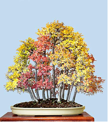 <font size="4" color="0000ff">Chinese Elm (Autumn View)</font><br/><font size="4" color="40800"><i>Ulmus parvifolia</i></font><br><font size="1">Since seedlings vary genetically, each has its own autumn coloring</font>