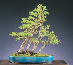 <font size="4" color="0000ff">American Larch</font><br/><font size="4" color="40800"><i>Larix laricina</i></font><br><font size="1">Trained from an ancient collected tree since 1993</font>