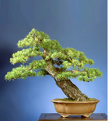 <font size="4" color="0000ff">Scots Pine</font><br/><font size="4" color="40800"><i>Pinus sylvestris</i></font><br><font size="1">Trained from field-grown Christmas tree since 1994</font>