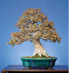 <font size="4" color="0000ff">Trident Maple (Spring View)</font><br/><font size="4" color="40800"><i>Acer buergerianum</i></font><br><font size="1">Trained from a field-grown nursery stock since 1980</font>