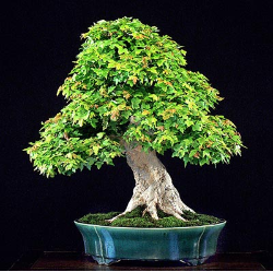 <font size="4" color="0000ff">Trident Maple (Summer View)</font><br/><font size="4" color="40800"><i>Acer buergerianum</i></font><br><font size="1">Trained from a field-grown nursery stock since 1980</font>