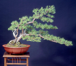<font size="4" color="0000ff">Scots Pine</font><br/><font size="4" color="40800"><i>Pinus sylvestris</i></font><br><font size="1">Trained from container-grown nursery stock since 1995</font>