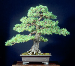 <font size="4" color="0000ff">Dwarf Scots Pine</font><br/><font size="4" color="40800"><i>Pinus sylvestris ‘RAF’</i></font><br><font size="1">Trained from a ten year old container-grown seedlings since 1980</font>