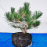 pre-bonsai sample