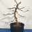 Pre-bonsai wired