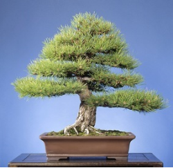 <font size="4" color="0000ff">Dwarf Austrian Pine</font><br/><font size="4" color="40800"><i>Pinus nigra</i> ‘Hornibrook’</font><br><font size="1">Trained from a young container-grown graft since 1969</font>