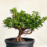 sample pre-bonsai