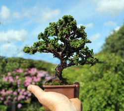Sekka Hinoki Cypress
