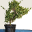 Sample Of PreBonsai Sample Of PreBonsai
