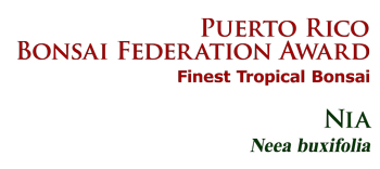 Puerto Rico Bonsai Federation Award