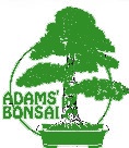 Adam's Bonsai