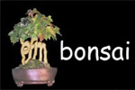 PFM Bonsai Studio