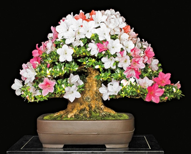 National Bonsai Exhibition