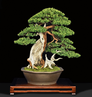 4th Us National Bonsai Exhibition