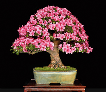 4th US National Bonsai Exhibition