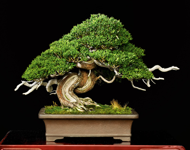 4th US National Bonsai Exhibition