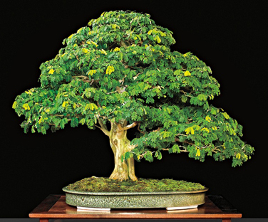 National Bonsai Exhibition