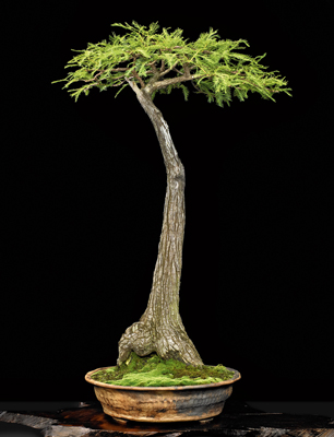 Bonsai Travel Award, 3rd US National Bonsai Exhibition