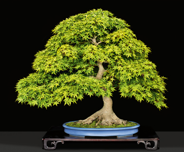 Deciduous Bonsai Award, US National Bonsai Exhibition