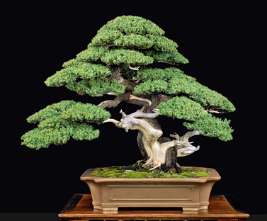 Evergreen Bonsai Award, 3rd US Nantional Bonsai Exhibition