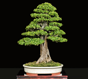 Puerto Rico Bonsai Federation Award, 3rd US National Bonsai Exhibition