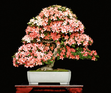 Yoshimura Award, 3rd US National Bonsai Exhibition